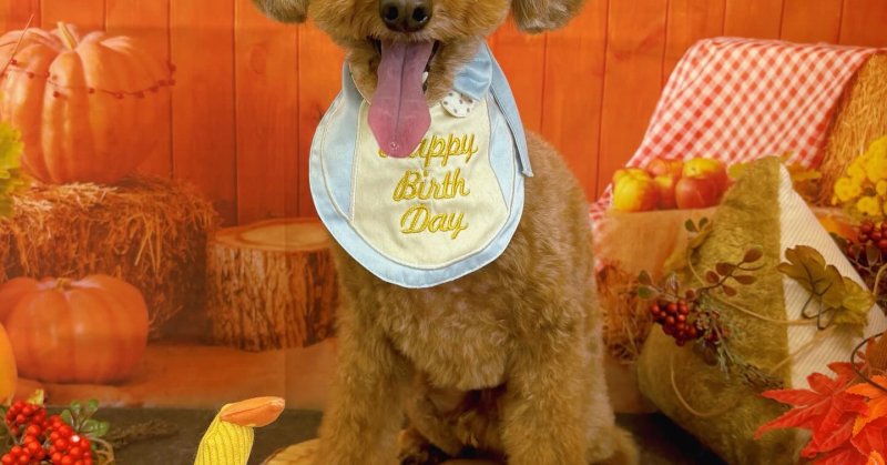 (( 2025.11.02 ))本日ご来店のモデルくん🐶🐾⁡⁡⁡今月9歳のお誕生月だそうです！⁡⁡𝐇𝐀𝐏𝐏𝐘 𝐁𝐈𝐑𝐓𝐇?...（2025.11.02） | 福島市のトリミングサロン 犬の美容室Poo（プー）│トリミング・ペットホテル・南福島・ペット