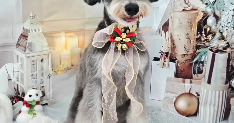 (( 2025.11.04 ))本日ご来店のモデルちゃん🐶いつもご来店頂き有難うございます🤲🏻....平日限定でカットモデル犬を募.....（2025.11.04） | 福島市のトリミングサロン 犬の美容室Poo（プー）│トリミング・ペットホテル・南福島・ペット
