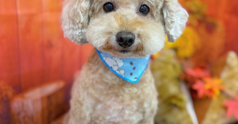 (( 2025.11.02 ))本日ご来店のモデルくん🐶いつもご来店頂き有難うございます🤲🏻....☎︎024-503-0279予約専...（2025.11.02） | 福島市のトリミングサロン 犬の美容室Poo（プー）│トリミング・ペットホテル・南福島・ペット