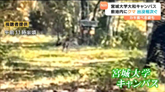 「イノシシじゃないの、クマだ」宮城大学キャンパスにクマ 構内に緊張走る カキの実食べる様子も連日目撃　宮城
