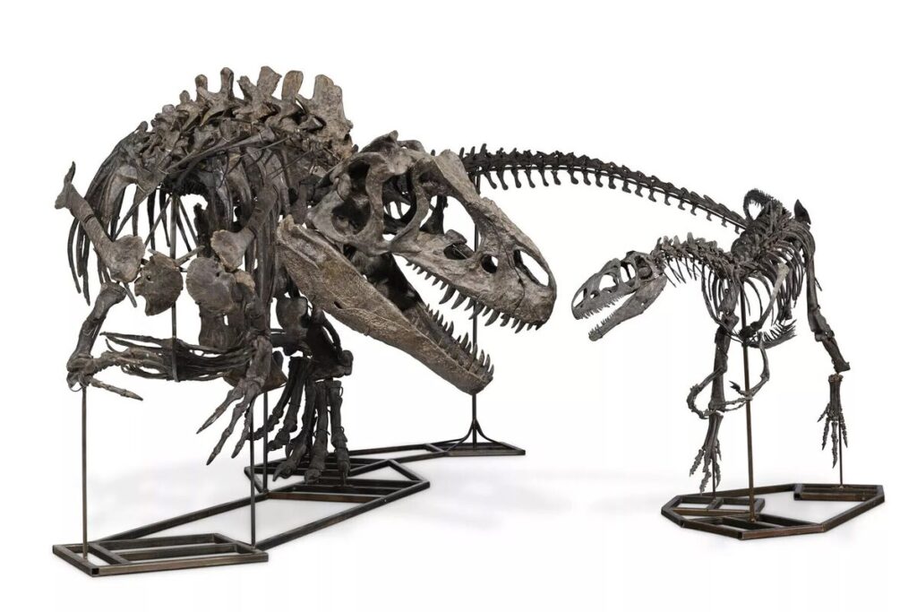 マネロン容疑者から恐竜の完全な全身化石3体、英国の警察が押収 – Bloomberg マネロン容疑者から恐竜の完全な全身化石3体、英国の警察が押収 - Bloomberg