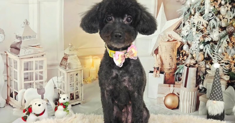 (( 2025.11.07 ))本日初めてご来店のモデルちゃん🐶とても人懐っこく、大人しくトリミングさせてくれました！ご来店頂き有難...（2025.11.07） | 福島市のトリミングサロン 犬の美容室Poo（プー）│トリミング・ペットホテル・南福島・ペット