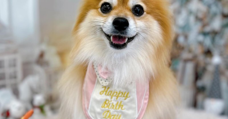 (( 2025.11.07 )).本日ご来店のモデルちゃん🐶🐾今月6歳のお誕生日だそうです🎊🎀🎂 Happy Birthday 🎂?…(2025.11.07) (( 2025.11.07 )).本日ご来店のモデルちゃん🐶🐾今月6歳のお誕生日だそうです🎊🎀🎂 Happy Birthday 🎂?...(2025.11.07)