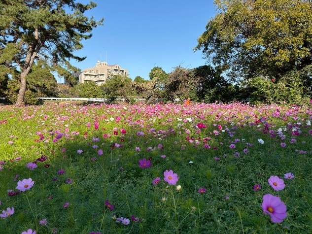 兵庫県尼崎市「武庫川髭の渡しコスモス園」で約550万本のコスモスが満開に – デジカメ Watch 兵庫県尼崎市「武庫川髭の渡しコスモス園」で約550万本のコスモスが満開に - デジカメ Watch