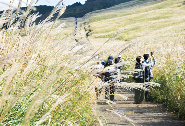 秋風にススキたゆたう 箱根仙石原で見ごろ〈小田原市・箱根町・湯河原町・真鶴町〉