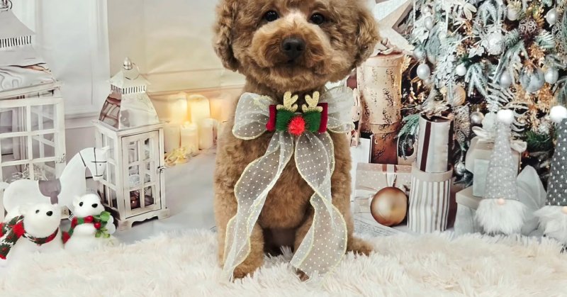 (( 2025.11.09 ))本日ご来店のモデルくん🐶いつもご来店頂き有難うございます🤲🏻....カットモデル犬まだまたま募集し.....（2025.11.09） | 福島市のトリミングサロン 犬の美容室Poo（プー）│トリミング・ペットホテル・南福島・ペット