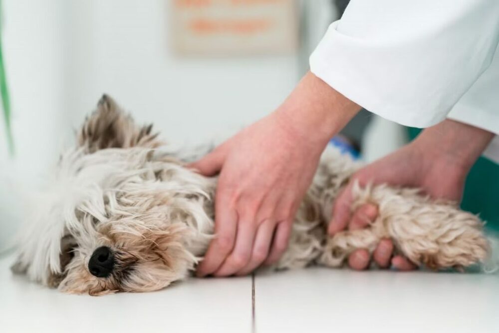 犬の手術費33万円、苦悩する大学生…韓国・父の冷たい反応にネットで賛否　写真枚　国際ニュース：AFPBB News