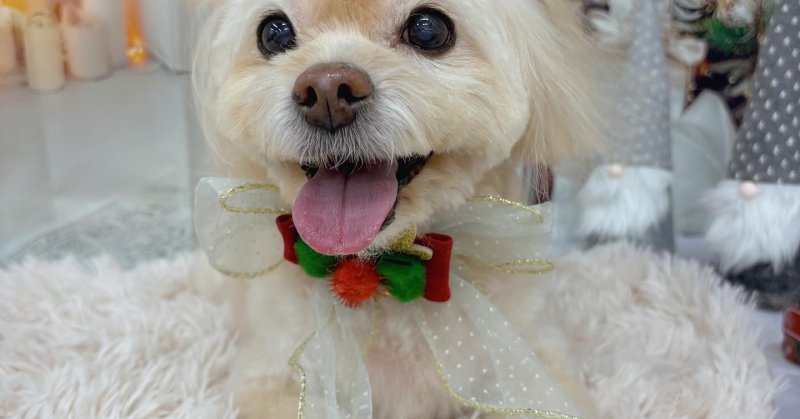 (( 2025.11.10 ))本日ご来店のモデルくん🐶Acocoセットで、今日もフワモコのしあがりです😊いつもご来店頂き有難うござい....（2025.11.10） | 福島市のトリミングサロン 犬の美容室Poo（プー）│トリミング・ペットホテル・南福島・ペット