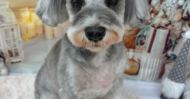 (( 2025.11.13 ))本日ご来店のモデルちゃん🐶Acocoのコースでふわふわの仕上がりです！いつもご来店頂き有難うございま...（2025.11.14） | 福島市のトリミングサロン 犬の美容室Poo（プー）│トリミング・ペットホテル・南福島・ペット