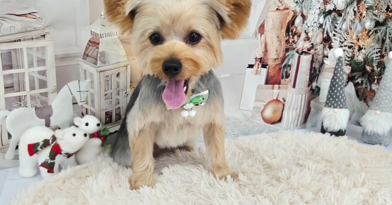 (( 2025.11.14 ))本日ご来店のモデルくん🐶Acocoセットを使用してしっとりふわっふわになりました!いつもご来店頂き有難う…(2025.11.14) | 福島市のトリミングサロン 犬の美容室Poo(プー)│トリミング・ペットホテル・南福島・ペット (( 2025.11.14 ))本日ご来店のモデルくん🐶Acocoセットを使用してしっとりふわっふわになりました!いつもご来店頂き有難う...(2025.11.14) | 福島市のトリミングサロン 犬の美容室Poo(プー)│トリミング・ペットホテル・南福島・ペット