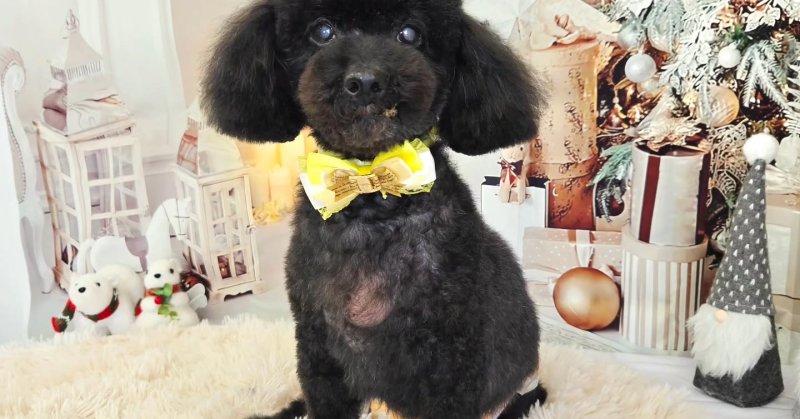 (( 2025.11.14 ))本日ご来店のモデルちゃん🐶Acocoシャンプーを使用してふわっふわになりました！いつもご来店頂き有難うこ...（2025.11.14） | 福島市のトリミングサロン 犬の美容室Poo（プー）│トリミング・ペットホテル・南福島・ペット
