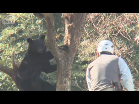【速報】仙台市内の住宅敷地にクマ　警察が警戒(2025年11月15日)