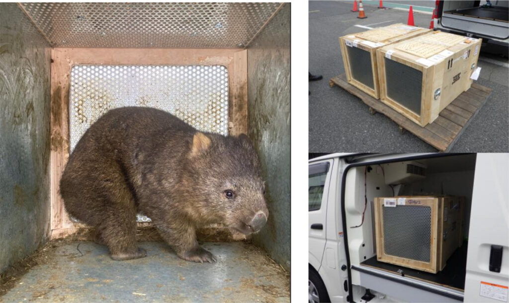 オーストラリアから大阪府池田市立五月山動物園へ ウォンバット2頭の輸送をサポートしました。 | 株式会社阪急阪神エクスプレス オーストラリアから大阪府池田市立五月山動物園へ ウォンバット2頭の輸送をサポートしました。 | 株式会社阪急阪神エクスプレス