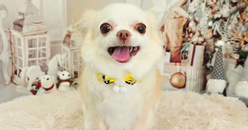 (( 2025.11.16 ))本日ご来店のモデルちゃん🐶Acocoシャンプーを使用してさらっさらに仕上がりました！いつもご来店頂き有難...（2025.11.16） | 福島市のトリミングサロン 犬の美容室Poo（プー）│トリミング・ペットホテル・南福島・ペット