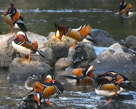 オシドリ飛来、冬の気配 鳥取・日野、ピークは年末 | 全国のニュース | 福井新聞ONLINE