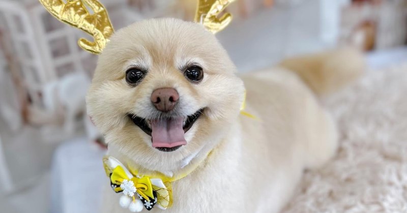 ( 2025.11.19 ))本日ご来店のモデルくん🐶いつもご来店頂き有難うございます🤲🏻....カットモデル犬まだまたま募集し...（2025.11.19） | 福島市のトリミングサロン 犬の美容室Poo（プー）│トリミング・ペットホテル・南福島・ペット