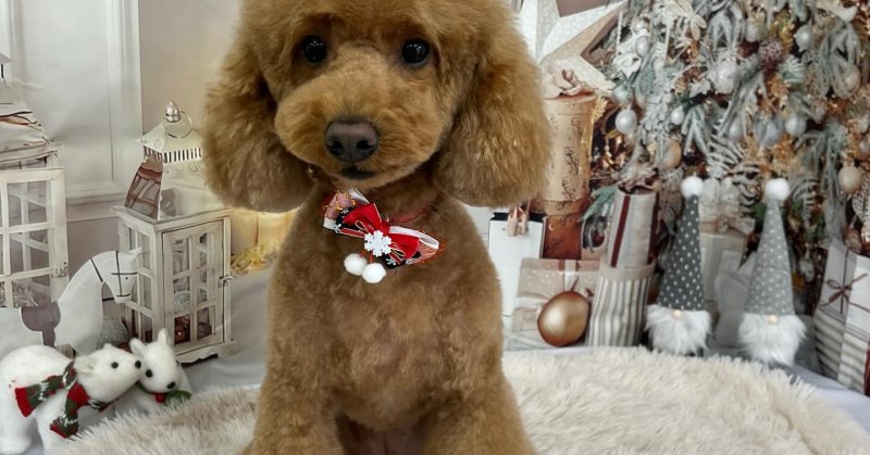 (( 2025.11.19 ))本日ご来店のモデルちゃん🐶いつもご来店頂き有難うございます🤲🏻Acocoセットを使用してしっとりふわふ...（2025.11.19） | 福島市のトリミングサロン 犬の美容室Poo（プー）│トリミング・ペットホテル・南福島・ペット