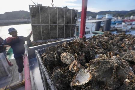 広島県のカキ被害、300億円 大量死、東京商工リサーチが調査 | 全国のニュース | 福井新聞ONLINE 広島県のカキ被害、300億円 大量死、東京商工リサーチが調査 | 全国のニュース | 福井新聞ONLINE