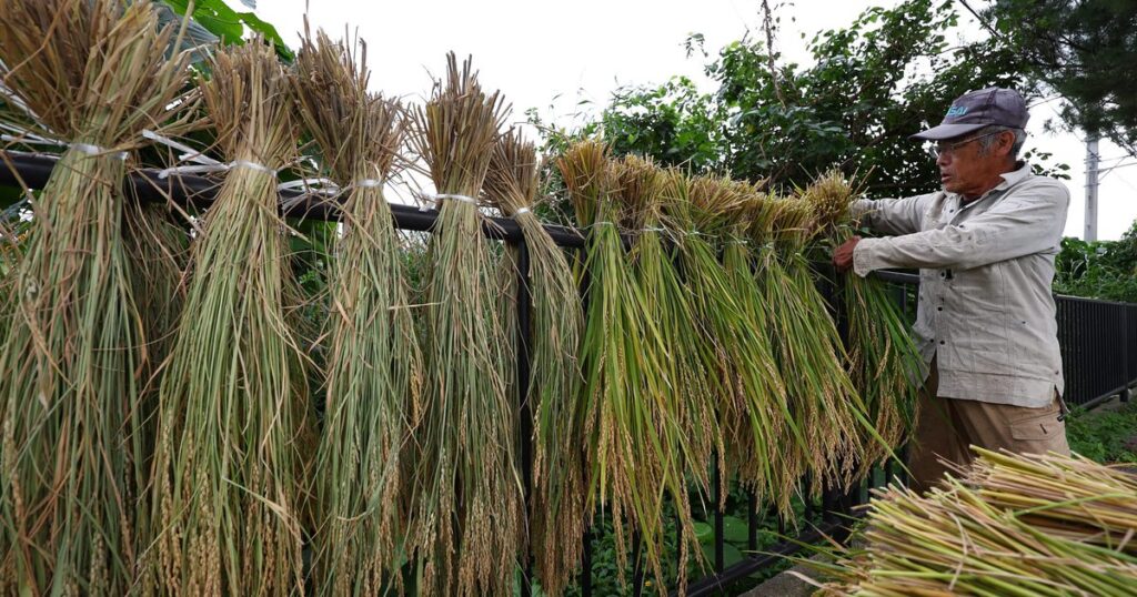 きょう「小雪」　沖縄県内はまだ夏日も