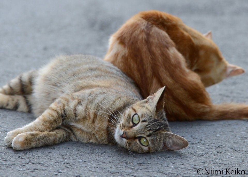 「ごはんをください！」と叫ぶ台湾・十分の猫、おかみさんに「営業が終わってからだよ」と言われても納得できない(1/5) | JBpress (ジェイビープレス)