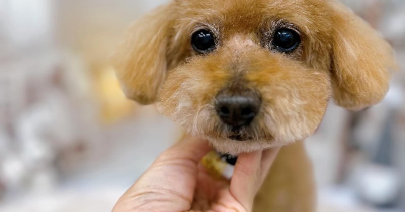 (( 2025.11.21 ))本日ご来店のモデルくん🐶今月お誕生日だそうです🎉💛🧸 Happy birthday 🧸💛シニアになって…(2025.11.22) (( 2025.11.21 ))本日ご来店のモデルくん🐶今月お誕生日だそうです🎉💛🧸 Happy birthday 🧸💛シニアになって...(2025.11.22)