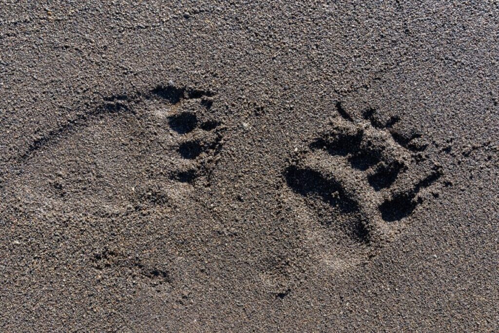 【宮城県】近所に流れる小さな川をふと見ると 残された「巨大な足跡」にギョッとしてしまう | LIMO | くらしとお金の経済メディア 【宮城県】近所に流れる小さな川をふと見ると 残された「巨大な足跡」にギョッとしてしまう | LIMO | くらしとお金の経済メディア