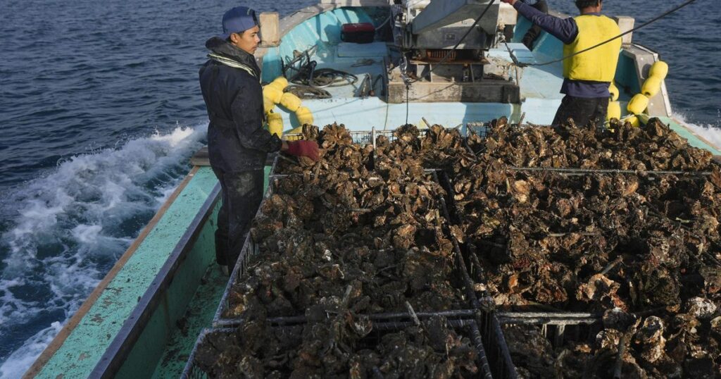 冬の味覚　カキに異変　広島　一部海域で大量死　高水温影響か、他産地でも