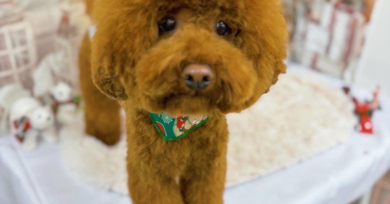 ( 2025.11.24 ))本日ご来店のモデルくん🐶Acocoシャンプーを使用してしっとりさらさらになりました!いつもご来店頂き有難う…(2025.11.25) | 福島市のトリミングサロン 犬の美容室Poo(プー)│トリミング・ペットホテル・南福島・ペット ( 2025.11.24 ))本日ご来店のモデルくん🐶Acocoシャンプーを使用してしっとりさらさらになりました!いつもご来店頂き有難う...(2025.11.25) | 福島市のトリミングサロン 犬の美容室Poo(プー)│トリミング・ペットホテル・南福島・ペット