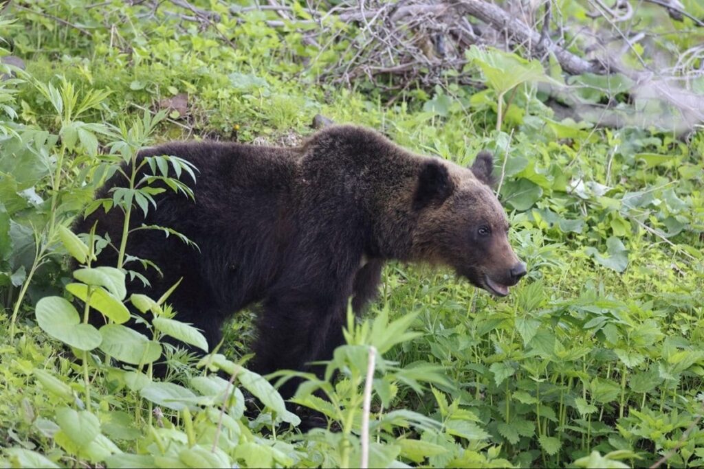 秋田県で駆除された「クマの毛皮」に思わず二度見　とんでもない大きさに「こんなのにやられたら…」 | LIMO | くらしとお金の経済メディア
