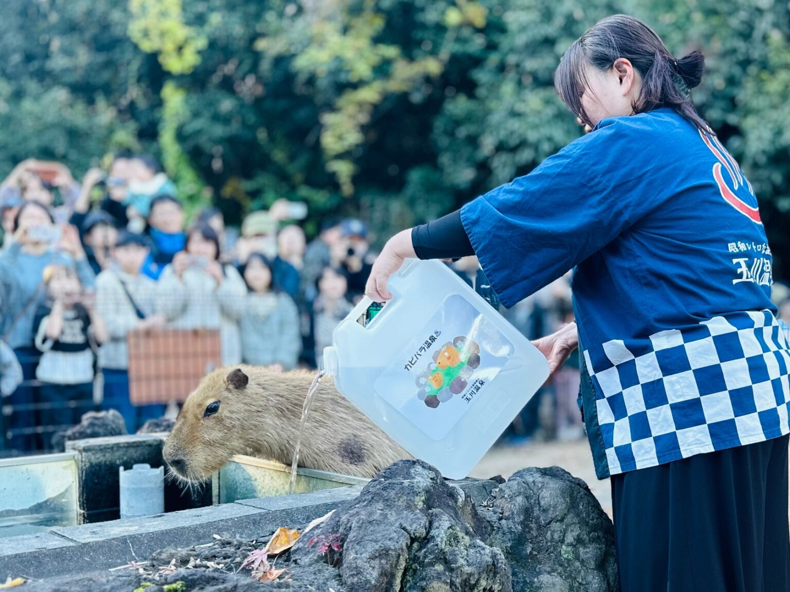 昭和レトロな温泉銭湯 玉川温泉と埼玉県こども動物自然公園がコラボ。冬の風物詩「カピバラ温泉」に玉川温泉の源泉を届けます | 株式会社ONDOホールディングスのプレスリリース 昭和レトロな温泉銭湯 玉川温泉と埼玉県こども動物自然公園がコラボ。冬の風物詩「カピバラ温泉」に玉川温泉の源泉を届けます | 株式会社ONDOホールディングスのプレスリリース