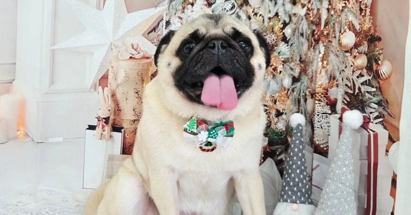 (( 2025.11.27 ))本日ご来店のモデルくん🐶いつもご来店頂き有難うございます🤲🏻....カットモデル犬まだまだ募集して.....（2025.11.27） | 福島市のトリミングサロン 犬の美容室Poo（プー）│トリミング・ペットホテル・南福島・ペット