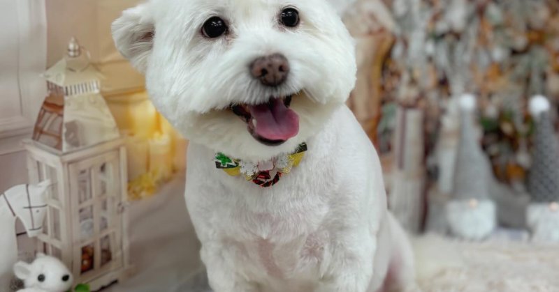 ( 2025.11.28 ))本日ご来店のモデルちゃん🐶いつもご来店頂き有難うございます🤲🏻....カットモデル犬まだまたま募集...（2025.11.29） | 福島市のトリミングサロン 犬の美容室Poo（プー）│トリミング・ペットホテル・南福島・ペット