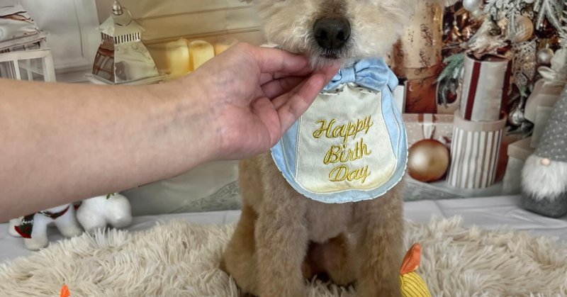 (( 2025.11.29 ))本日ご来店のモデルくん🐶いつもご来店頂き有難うございます🤲🏻今月お誕生日だそうです！💙🎂𝐇𝐚?...（2025.11.29） | 福島市のトリミングサロン 犬の美容室Poo（プー）│トリミング・ペットホテル・南福島・ペット