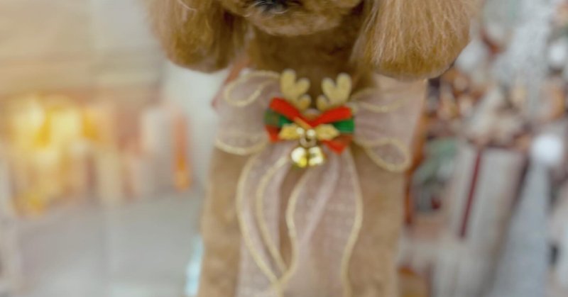( 2025.11.29 ))本日ご来店のモデルくん🐶Acocoシャンプーを使用してしっとりさらさらになりました！いつもご来店頂き有難う...（2025.11.30） | 福島市のトリミングサロン 犬の美容室Poo（プー）│トリミング・ペットホテル・南福島・ペット