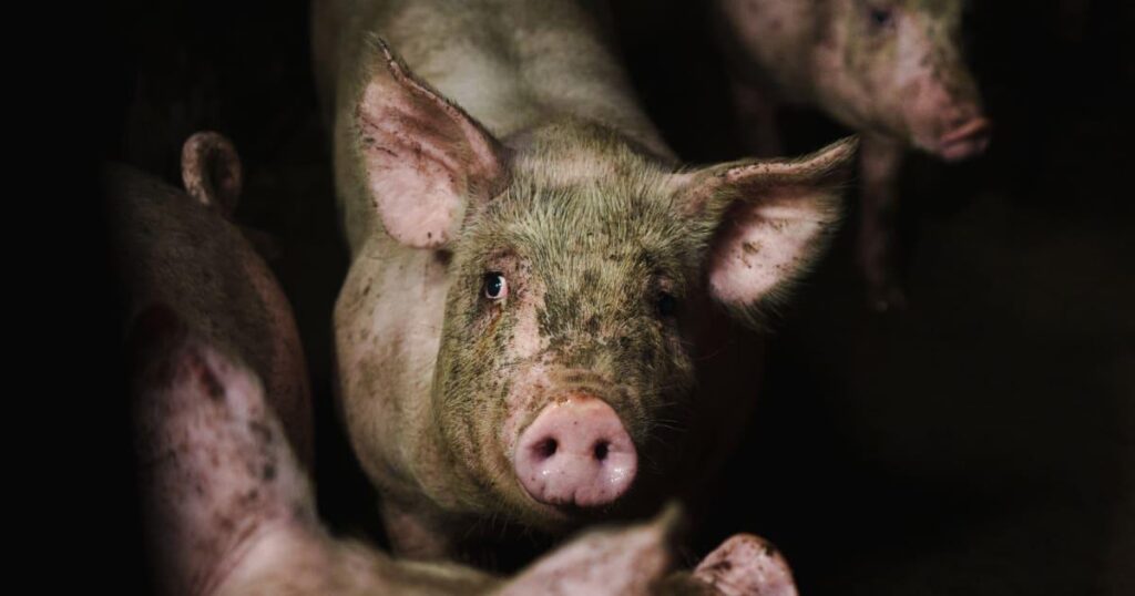 スウェーデンの養豚工場での動物虐待を示す衝撃的な画像