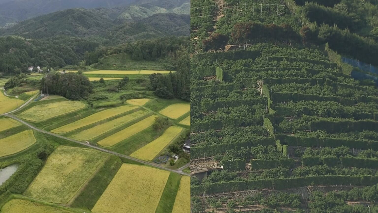 世界農業遺産 「島根県奥出雲地域」「和歌山県有田・下津地域」に認定書を授与 イタリア・ローマ（TBS NEWS DIG Powered by JNN）
