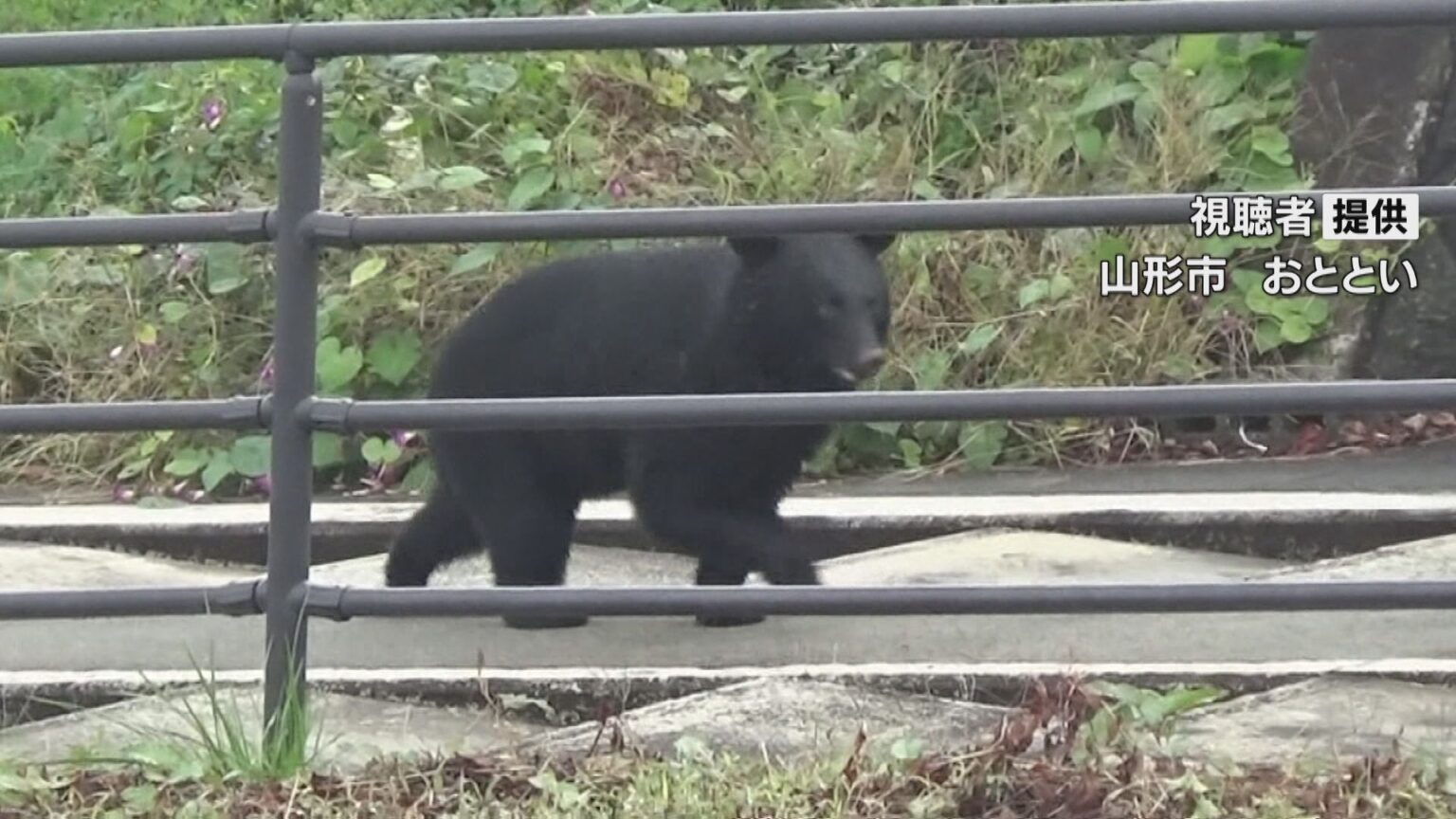 クマに対する「緊急銃猟」で報奨金 初動対応にあたったハンターに2万円支給の方針 岐阜・下呂市（CBCテレビ） - Yahoo!ニュース