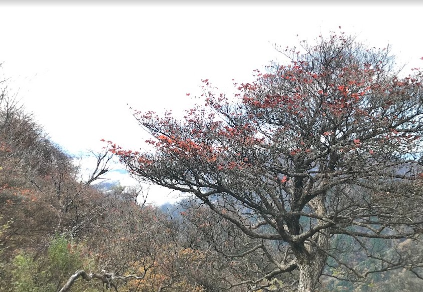 令和7年11月1日塔ノ岳山頂
