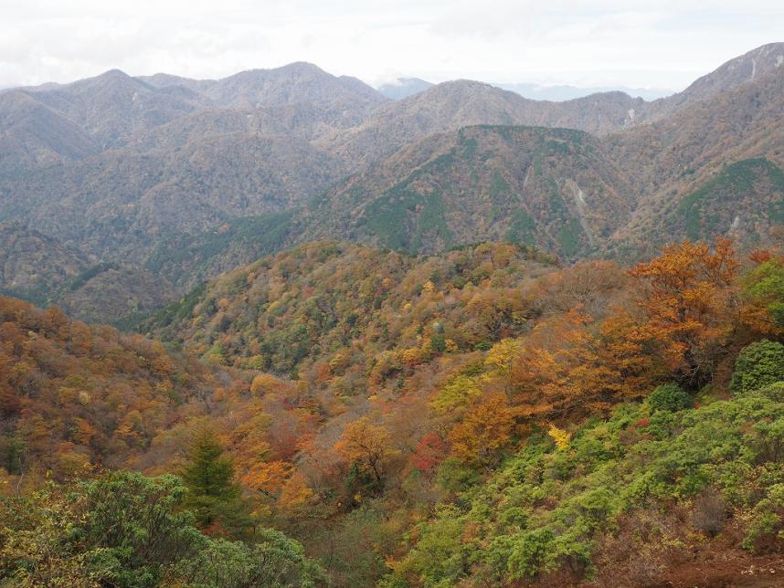令和7年11月2日大倉尾根花立周辺