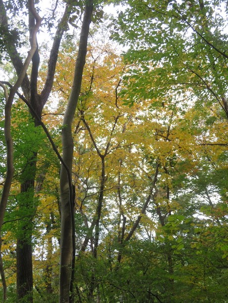 令和7年11月2日小仏城山標高500メートル