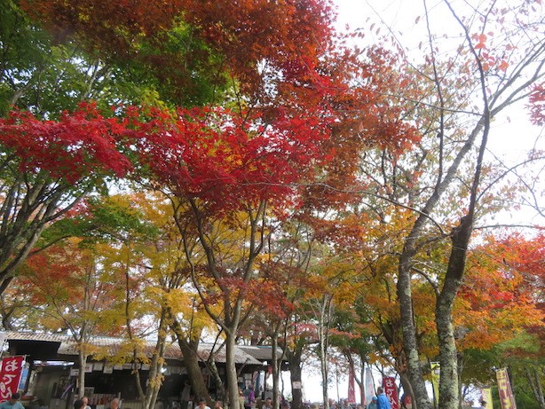 令和7年11月2日小仏城山山頂