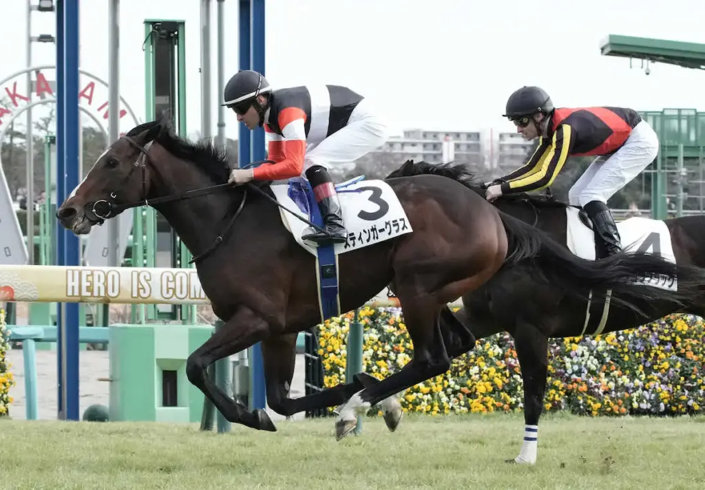 【アルゼンチン共和国杯展望】4歳スティンガーグラス屈指のスタミナ自慢 - スポニチ Sponichi Annex ギャンブル