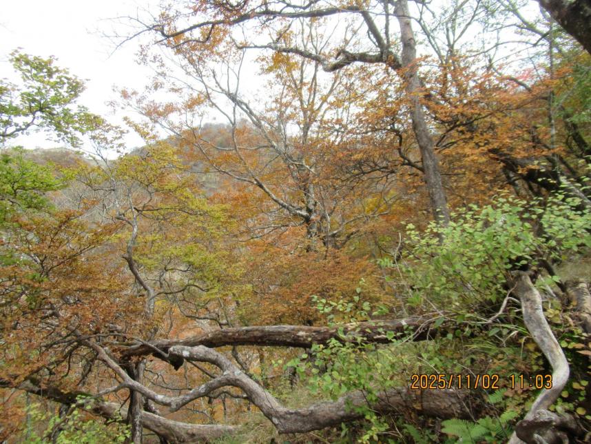 令和7年11月2日つつじ新道標高約1100メートル