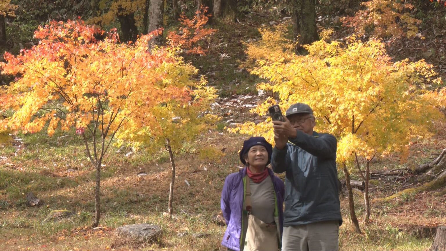 高山の紅葉見頃 奥飛騨温泉郷は雪と紅葉の競演 「飛騨・美濃せせらぎ街道」ではカエデや栃の木などが色づく 岐阜（CBCテレビ） - Yahoo!ニュース