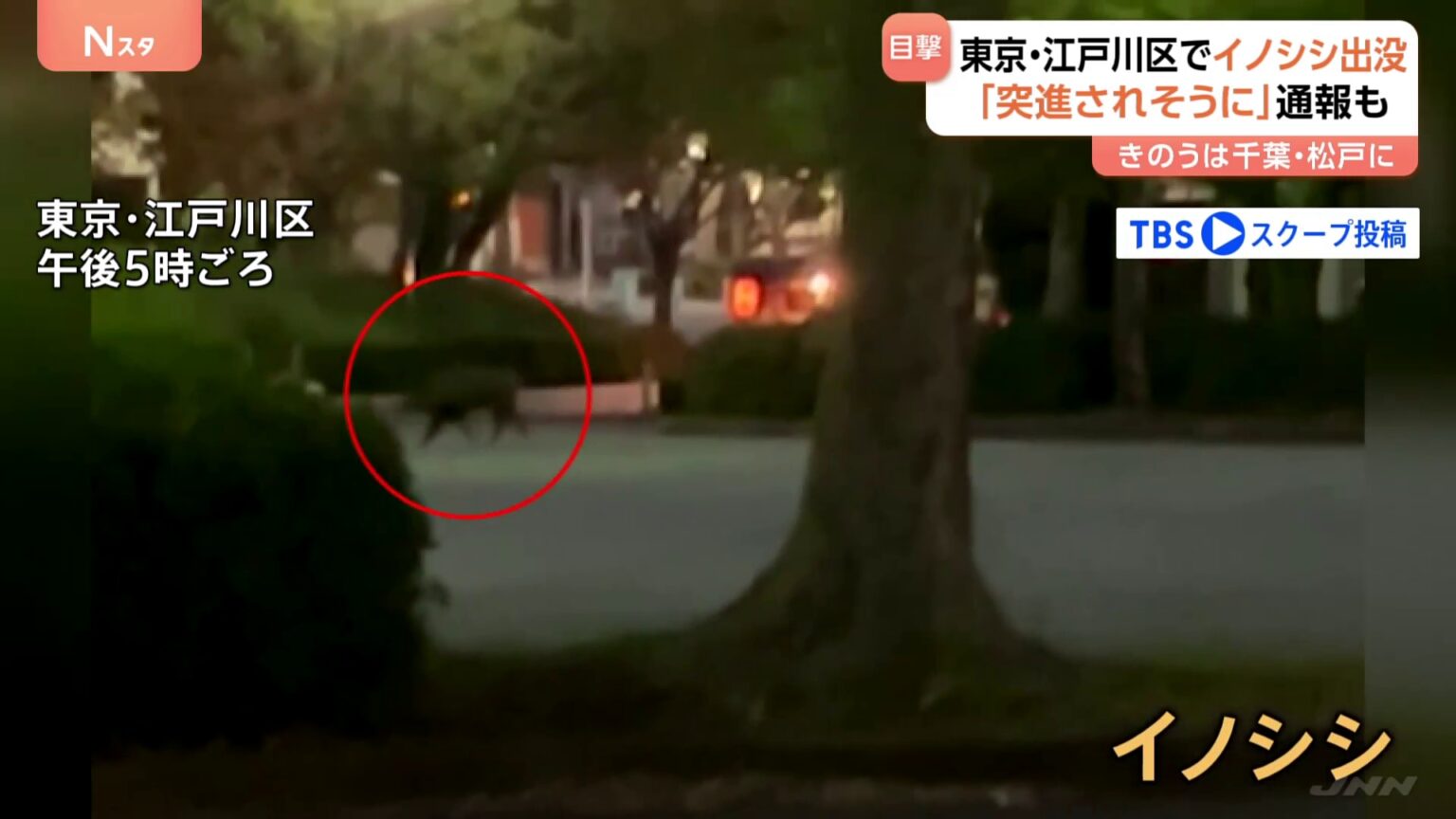 「イノシシが走っている」東京・江戸川区でイノシシの目撃相次ぐ 区が注意喚起　10km離れた千葉・松戸市でも目撃（TBS NEWS DIG Powered by JNN）