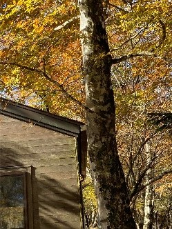 令和7年11月4日菰釣避難小屋周辺