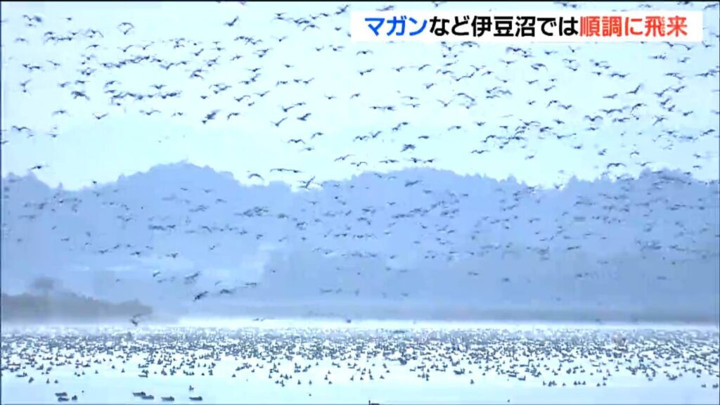 2025年初!冬の渡り鳥生息調査 飛来は「順調」伊豆沼でマガンなど例年並み 宮城（tbc東北放送） - Yahoo!ニュース