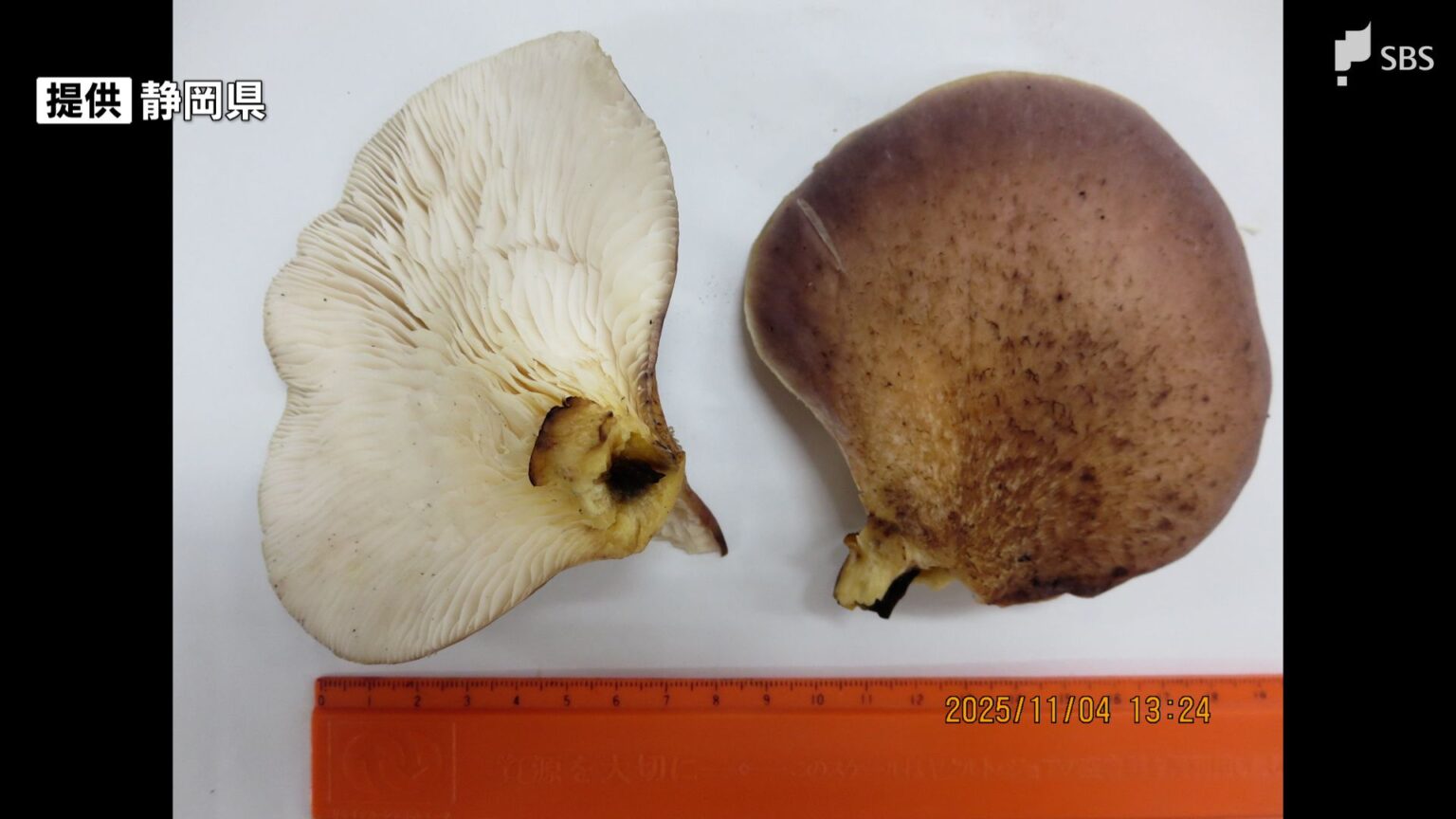 野生しいたけと誤認し“毒キノコ”持ち帰り食べる 11人が嘔吐の症状 ツキヨタケによる食中毒=静岡・御殿場市(静岡放送(SBS)) – Yahoo!ニュース 野生しいたけと誤認し“毒キノコ”持ち帰り食べる 11人が嘔吐の症状 ツキヨタケによる食中毒=静岡・御殿場市(静岡放送(SBS)) - Yahoo!ニュース