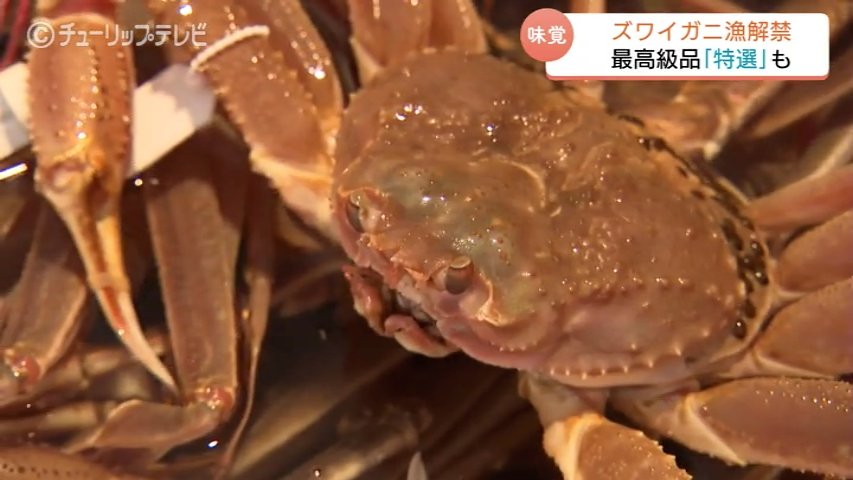 ズワイガニの初競り!水揚げ好調で最高級「特選」は8万円…能登半島地震 乗り越え漁獲量も回復傾向に 富山湾(チューリップテレビ) – Yahoo!ニュース ズワイガニの初競り!水揚げ好調で最高級「特選」は8万円…能登半島地震 乗り越え漁獲量も回復傾向に 富山湾(チューリップテレビ) - Yahoo!ニュース