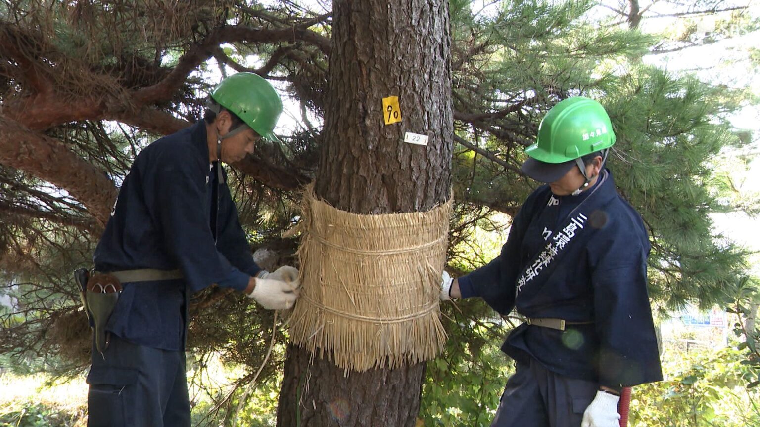 立冬に合わせ「コモ巻き」作業 旧東海道の箱根松並木も冬支度=静岡・三島市（静岡放送（SBS）） - Yahoo!ニュース